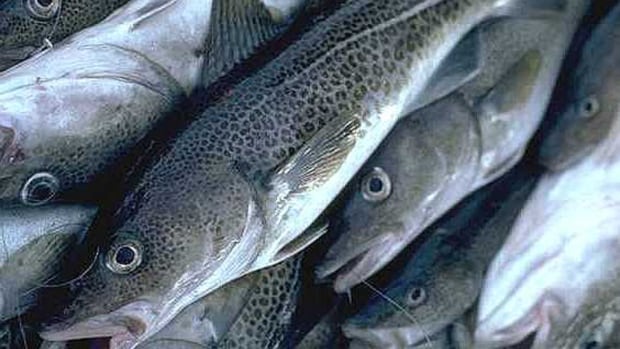 cod-fish-20130924