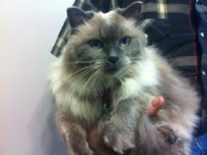 cannings cat fluffy