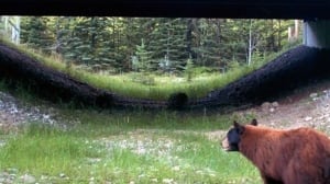 Wildlife underpass