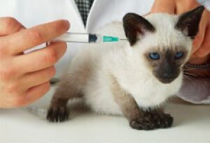 FIV vaccine for cats