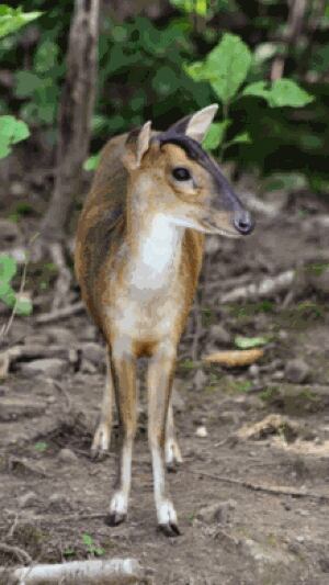 nb-reeves-muntjac