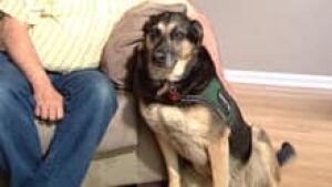 si-service-dog