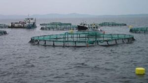 hi-fish-farming--852