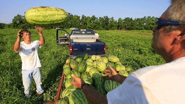li-harvesting-watermelons-5