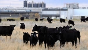hi-cows-xl-852-cp03362803-4col