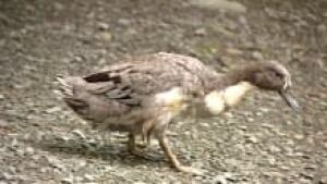 runner-duck_220x124_1