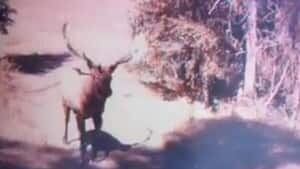 hi-bc-121017-elk-horny-4col