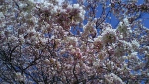 li-620-cherry-blossoms-cbc-