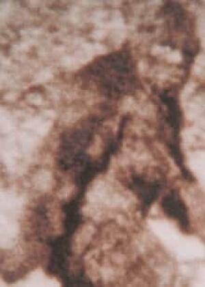 sasquatch_cp_1697700