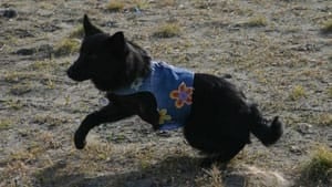 mi-pelly-the-dog-3