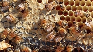 hi-bees-852