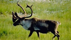 mi-caribou-summer-grass-cp