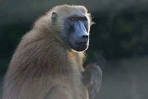 sm-300-baboon-grainger1hr
