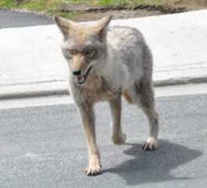 coyote-snf-220