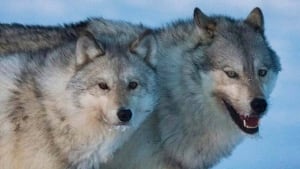 hi-bc-121114-wolves-cp