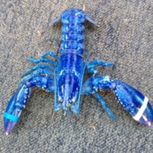 ns-ip-blue-lobster-220