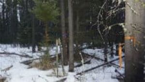 si-matchstickforest-220
