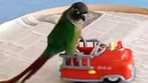 nb-parrot-caillou-firetruck