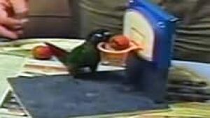 nb-parrot-caillou-basketbal
