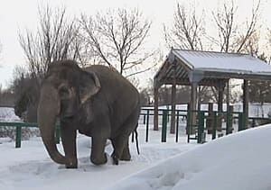 si-lucy-edmonton-zoo