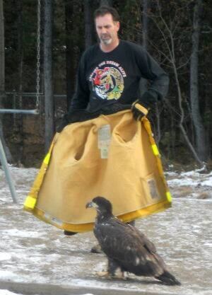 si-bc-121102-bald-eagle-rescue