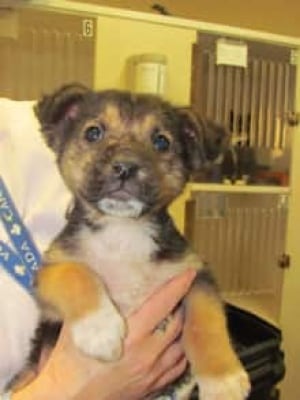 sk-puppy-rescued-120119