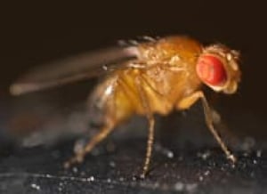 sm-220-fruit-fly-drosophila_melanogaster-mr-checker-wikimedia-commons