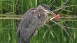si-ott-heron-distress-220