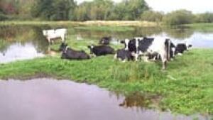 ns-si-island-cows-220