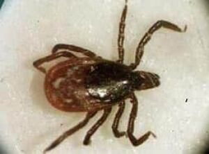 mi-tick-cp-5276491-250