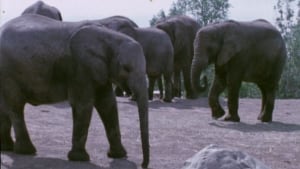 File footage of Toronto Zoo elephants from the 1970s