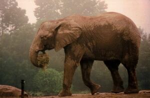 An elephant at the Toronto Zoo (undated)