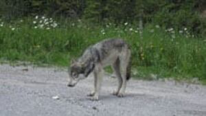 si-cgy-wolf-fed-humans