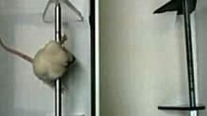 si-rat-still