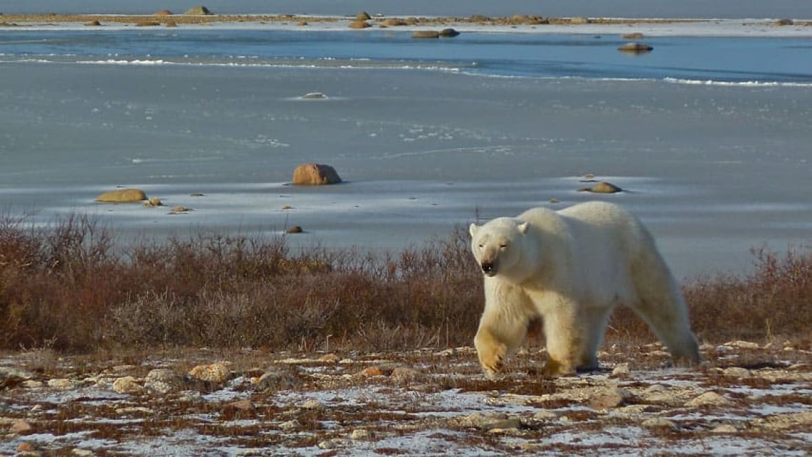 Climate change leaves some Hudson Bay polar bears starving - Manitoba
