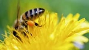 si-bee-pollen-220-cp-is
