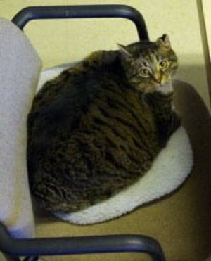 sk-fat-boy-humane-society