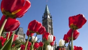mi-tulips-460-cp8551163