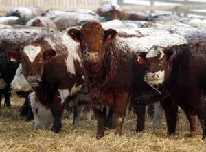 si-300-cattle-airdrie-03377384