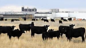 hi-xl-foods-cattle-03362805-4col