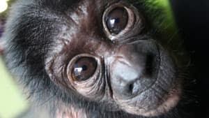 ii-great-ape-bonobo-0254593