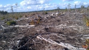 mi-ns-clearcut-highway103