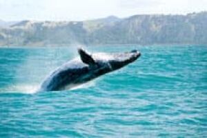 si-humpback-whale-220-istoc