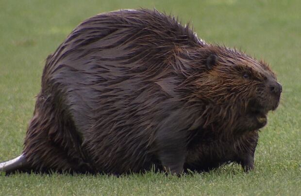 Gold course beaver
