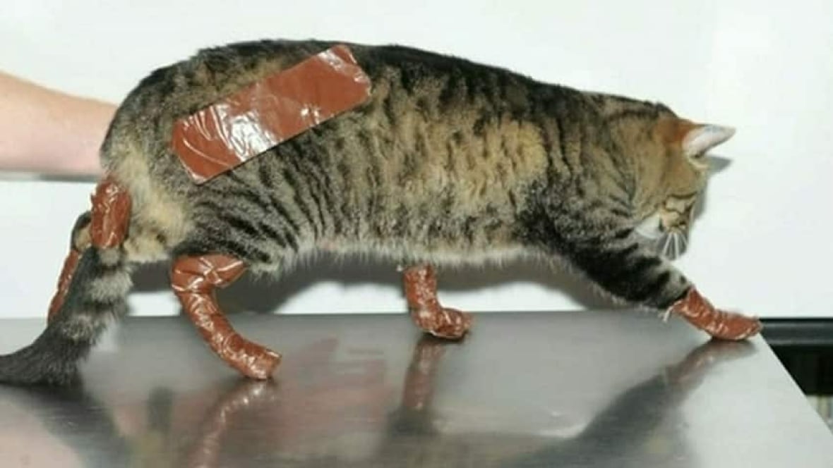 Mounties investigate after cat ducttaped for 2nd time British