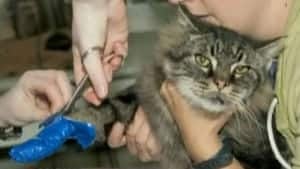 hi-bc-121023-cat-duct-tape-4col