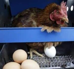 mi-chicken-coop-9250353-250