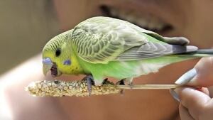 hi-budgie-bird-1442355-852-8col
