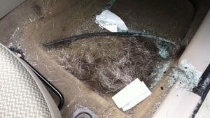 ii-moose-car-hair-2012