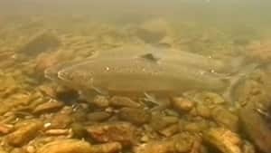 ns-hi-salmon-river-4col